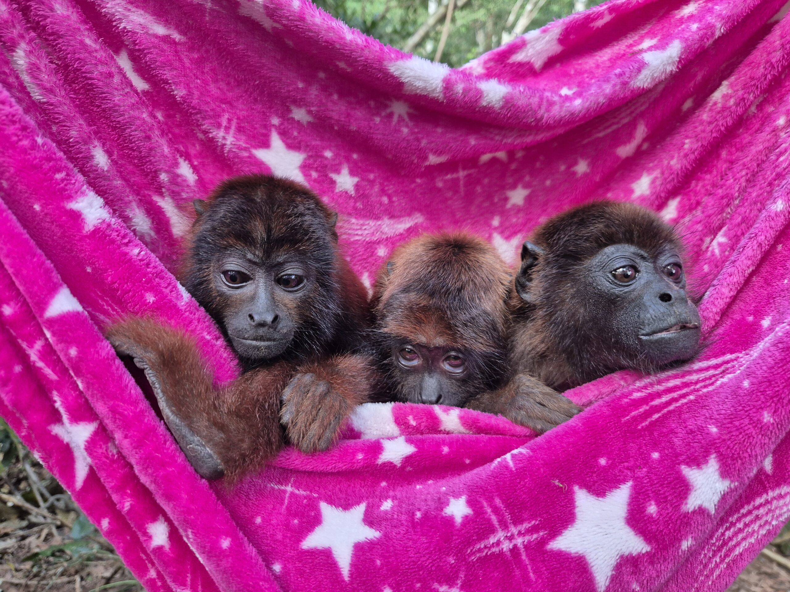 Volontariat la Cruz Verde