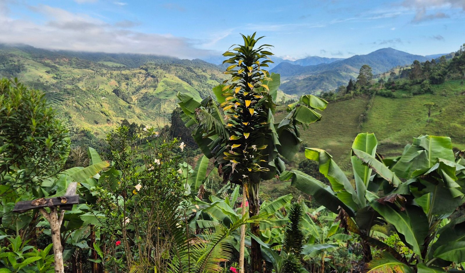 Volontariat dans une finca de café