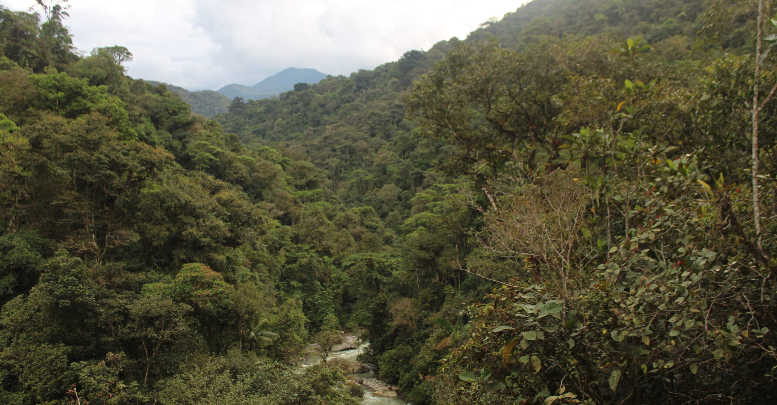 Les 2 faces du Podocarpus