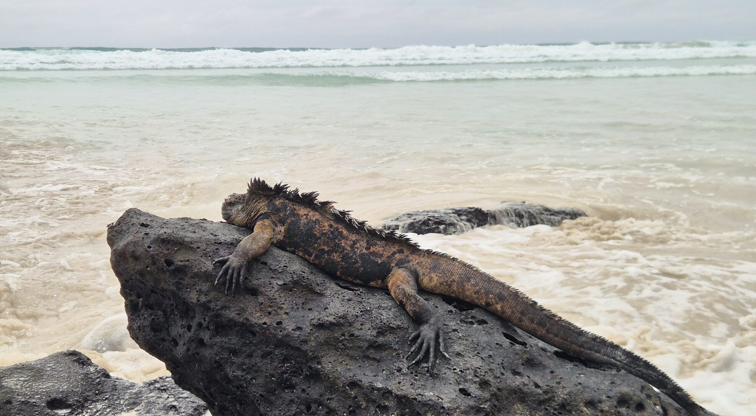 Galápagos, enfin les vacances !
