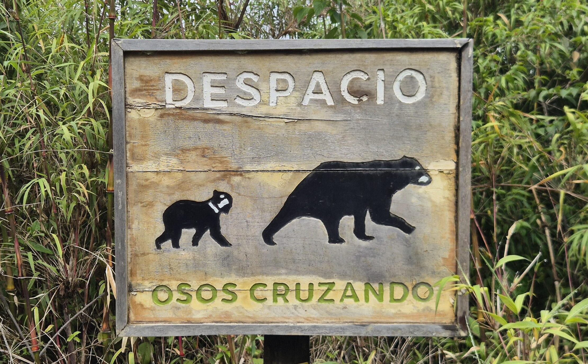 A la poursuite de l&rsquo;ours à lunettes