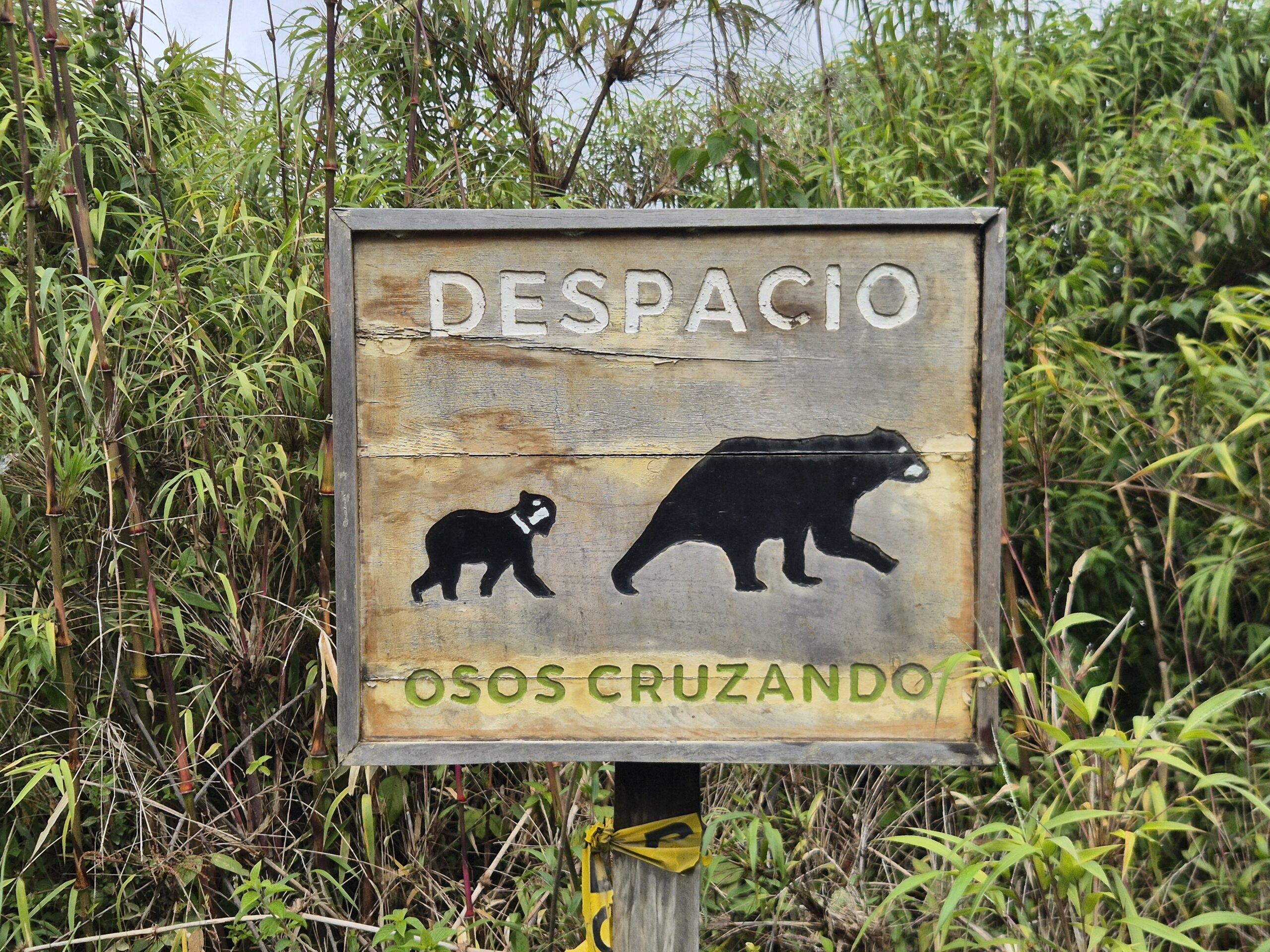A la poursuite de l&rsquo;ours à lunettes