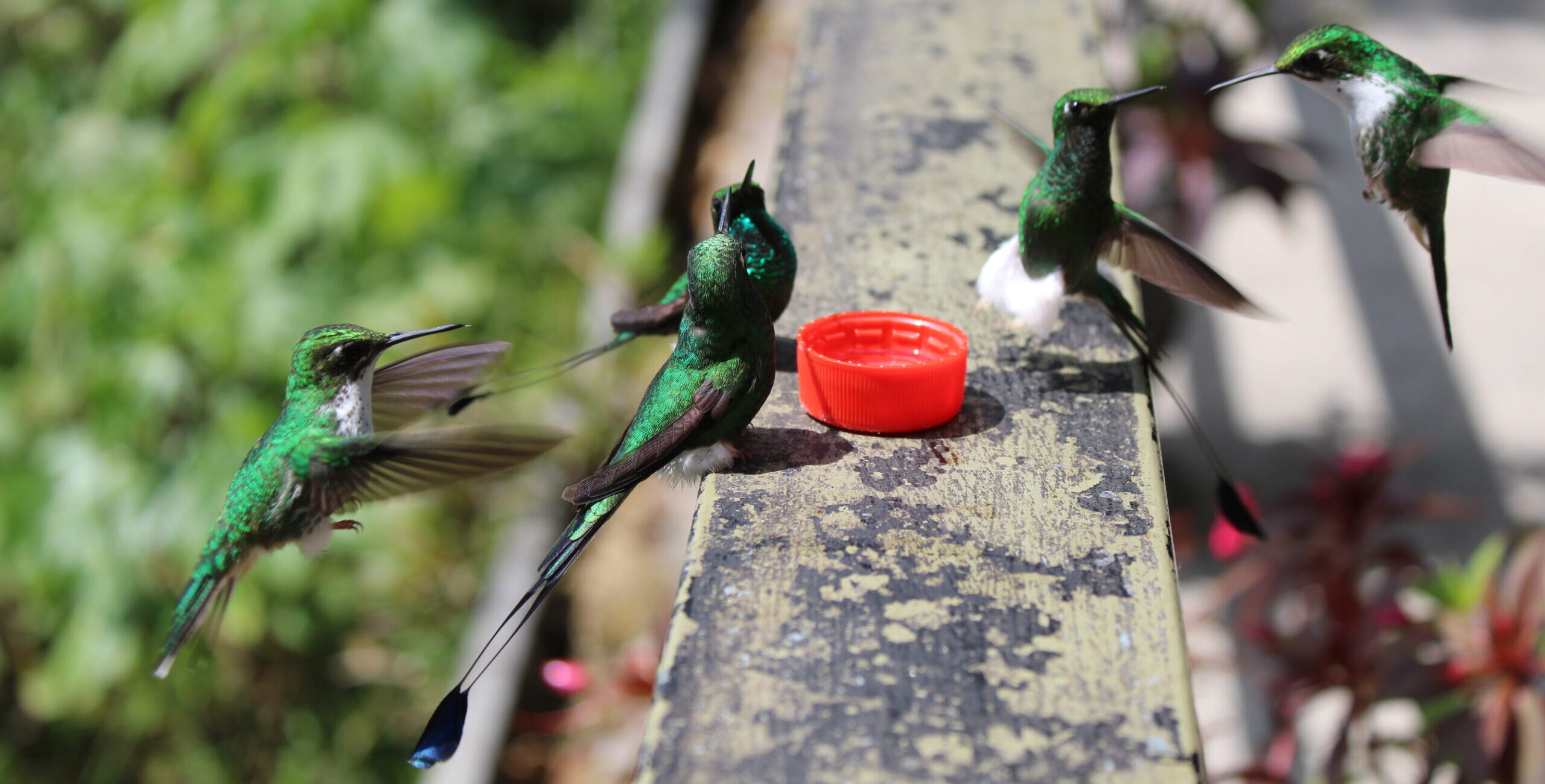 Mindo, la forêt des nuages
