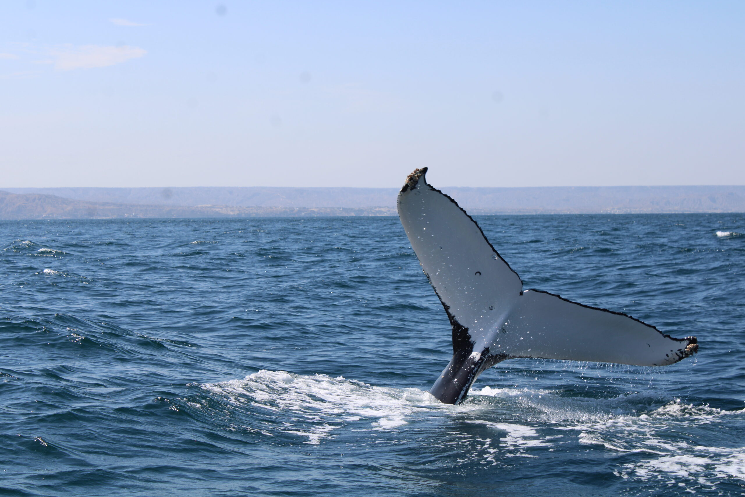 Mancora, un dernier tour sur la côte