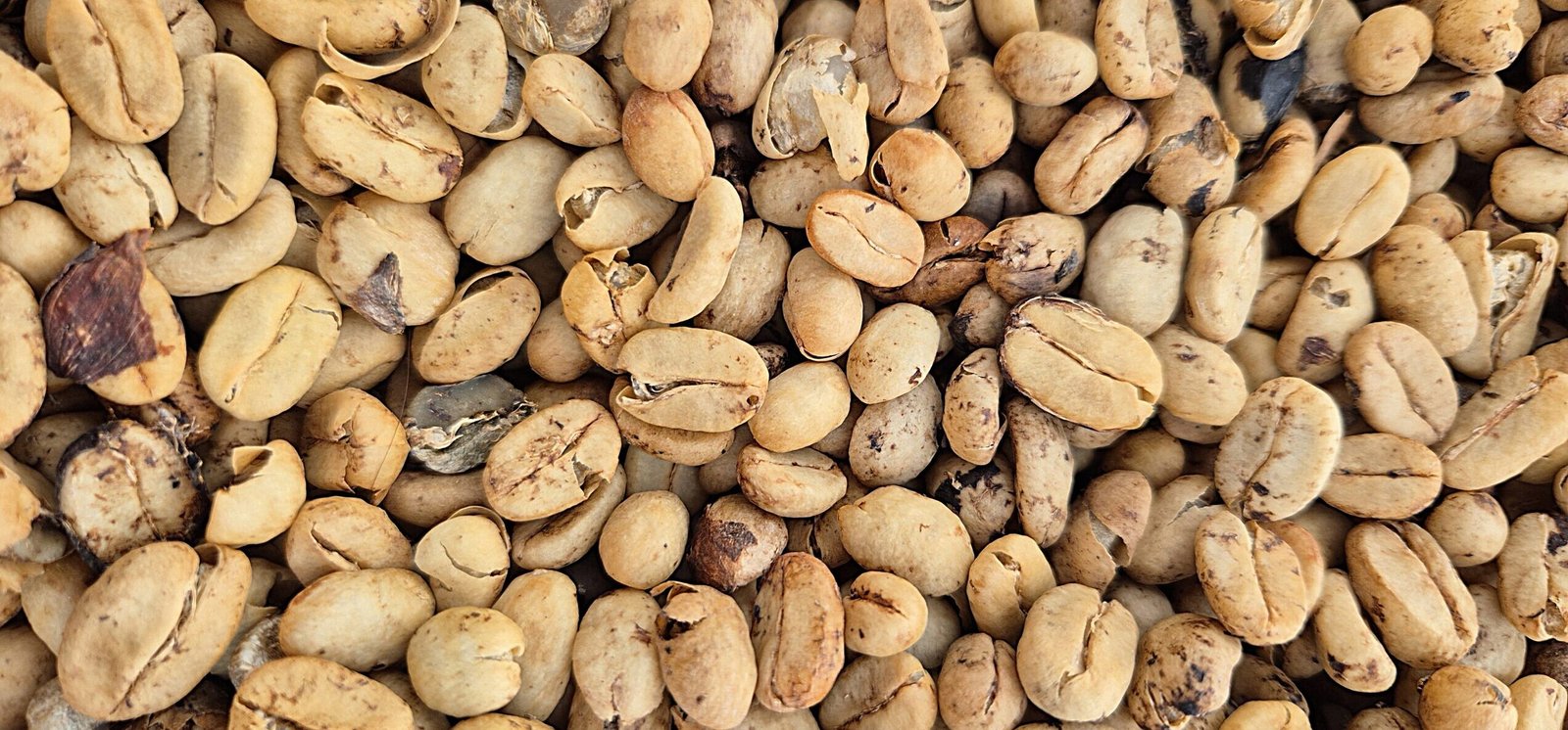 El Eje Cafetero